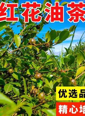 茶油红花籽白花油茶新采树种子茶耐冬大果油茶树种子茶花茶子