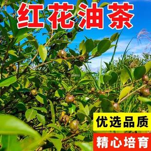 茶油红花籽白花油茶新采树种子茶耐冬大果油茶树种子茶花茶子
