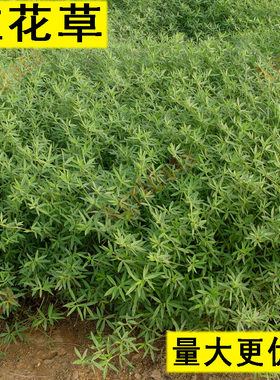 柱花草种子多年生牧草种子黄花苜蓿草木犀营养高猪牛羊鸡鸭草籽