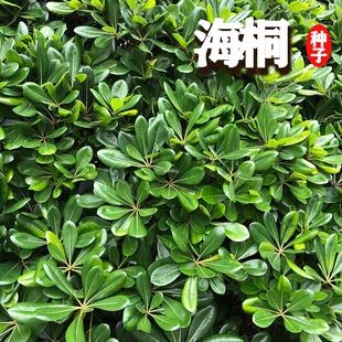 播种开花常青绿化用苗四季种子产地易多年生海桐直发专用工程散装