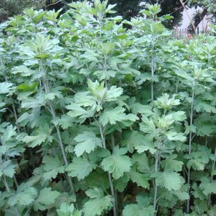 艾草种子食用药用驱蚊草艾叶种籽生大小叶艾蒿青蒿四季草籽种孑