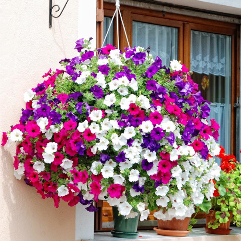 四季朝颜牵牛花矮牵牛种子牵牛花进口孑爬藤大重瓣喇叭花花籽宿根