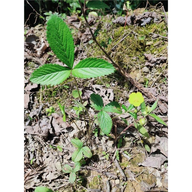 三叶委陵菜种子地蜂子山蜂子三叶翻白草三张叶 蜂子七 地蜂子种子