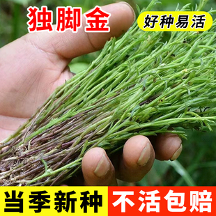 独脚金种子籽疳积草种籽独脚疳黄花草清米虫阳台庭院四季播种