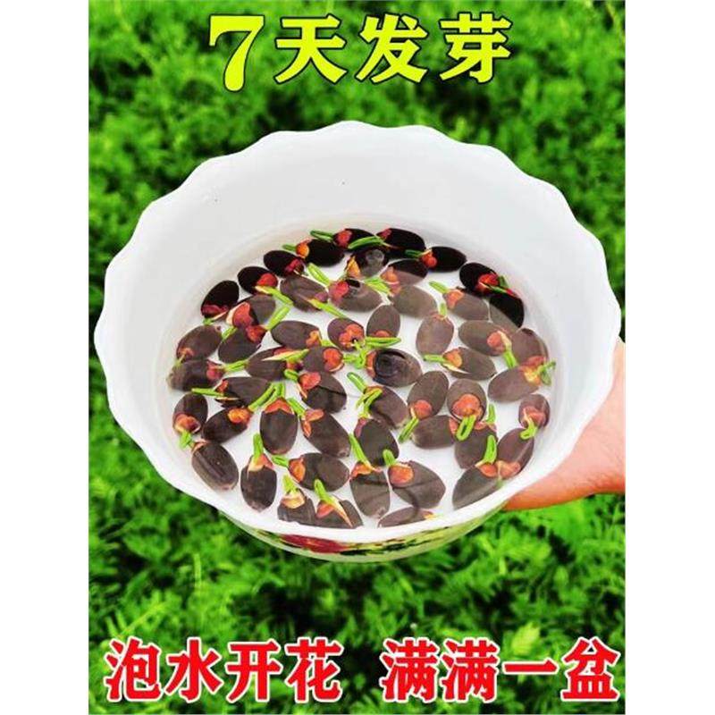 碗莲种子四季开花已开口水培植物睡莲荷花种子室内盆栽绿植花卉
