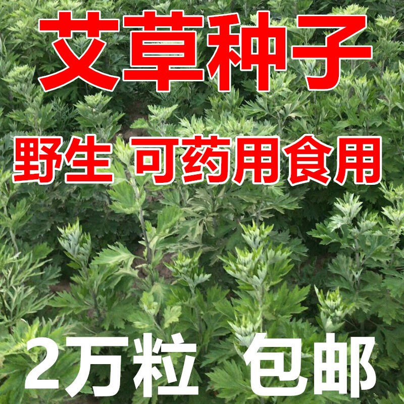 艾叶靳艾草种子香艾草苗食用青团大叶艾蒿青蒿种籽四季驱蚊草图片