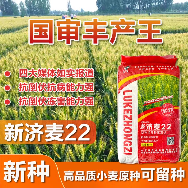 种子小麦22冬小麦矮秆中筋大穗抗倒原种小麦高产济麦优质种子国审