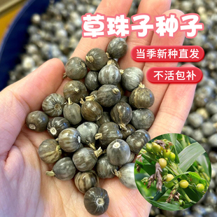 草珠子种子籽大粒薏苡草菩提薏珠子门帘佛珠散珠手串手链散装