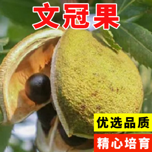 耐寒文冠果种子 食用油树 榨油 北方文冠果树种 文冠树经济树种