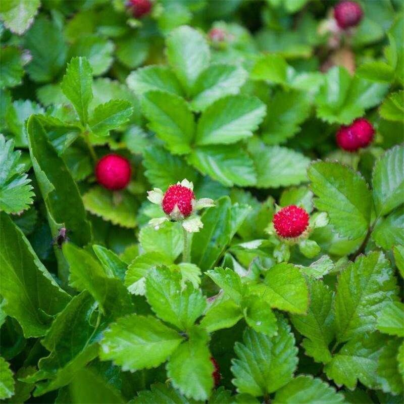 野生盆栽花卉孑蛇莓地被种草坪多年生草莓四季籽种子花籽庭院园林