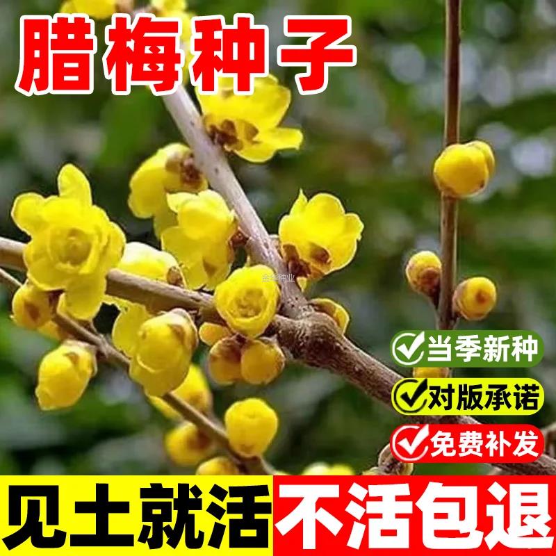 狗牙籽素腊梅腊梅乌梅树红树种种子梅梅花种子榆叶梅黄心珍珠梅子
