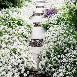 很矮的地被室外好丛生养活香雪四季匍匐耐寒花籽球花播种植物种子