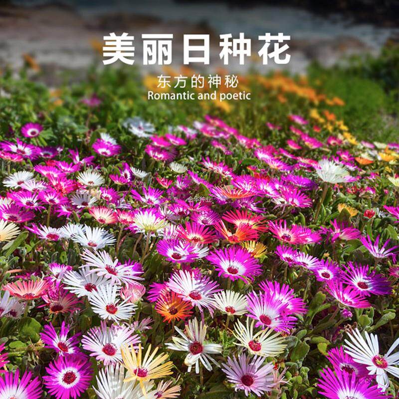 吊兰牡丹日中花阳台叶菊盆栽庭院矮生种子松多肉龙美丽花籽须海棠