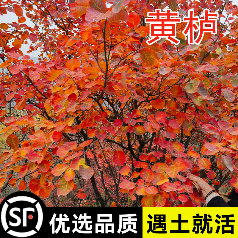 黄栌种子 红叶黄栌种子 红栌种子 黄道栌 香山黄栌树种子金叶黄栌
