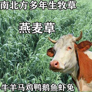 燕麦草籽高产牧草种籽绿肥鱼饲料种籽牛羊饲用草冬天养殖耐寒种子