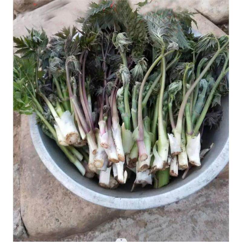 论斤东北苦力芽种子山野菜窟窿芽苗中草药植物升麻家庭院盆栽四季