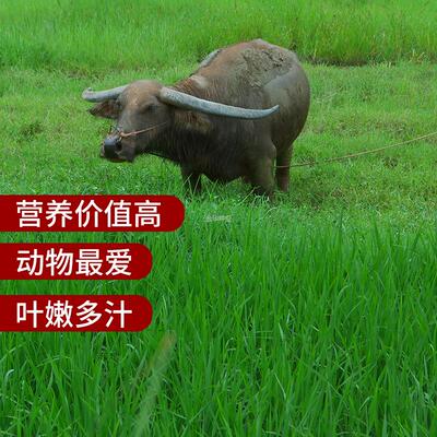 种子养殖常青鸡鸭黑麦草牧草鹅牛羊鱼种子苜蓿猪种籽多年生四季草