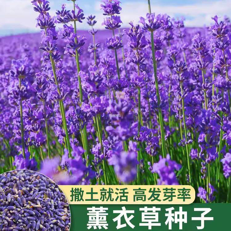 植物种子草苗阳台驱蚊普罗旺斯薰衣草天竺葵盆栽香草花苗四季羽叶图片