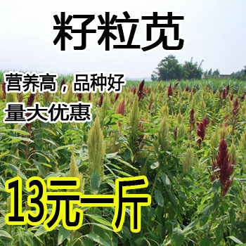 美国籽粒苋种子 优质牧草黑千穗谷 高蛋白鸡鸭鹅家禽喜食苋菜