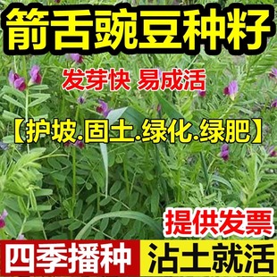 箭舌豌豆种子籽绿肥苗草箭种子麻豌豆种子豌豆野豌豆牧菜种绿化