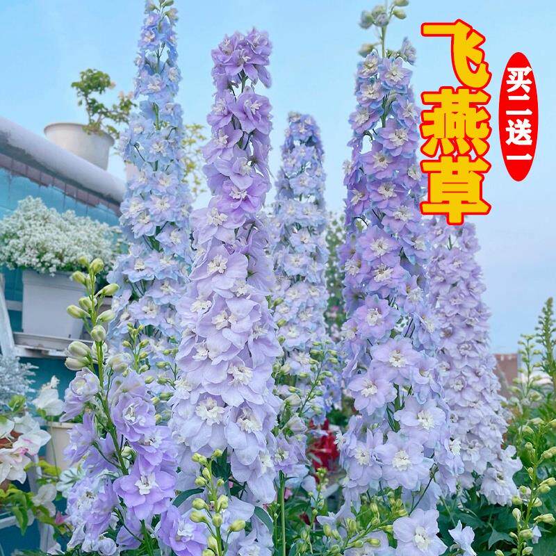 播鸽子花四可飞燕草切花多年生盆栽春秋季大花翠雀籽种子宿根宿根图片