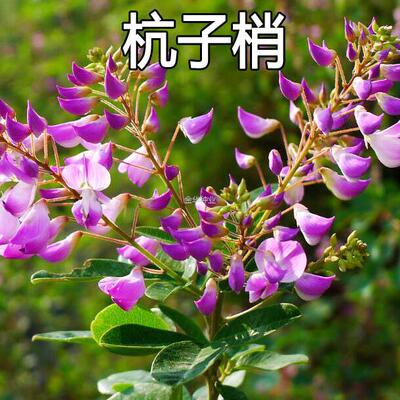 多年生杭子灌木蜜源种子护坡绿化苗木种子种子胡枝子种子梢牧草