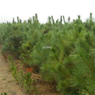 种籽黑松东北种子松树油松油松马尾松短叶红皮种子松短叶松新