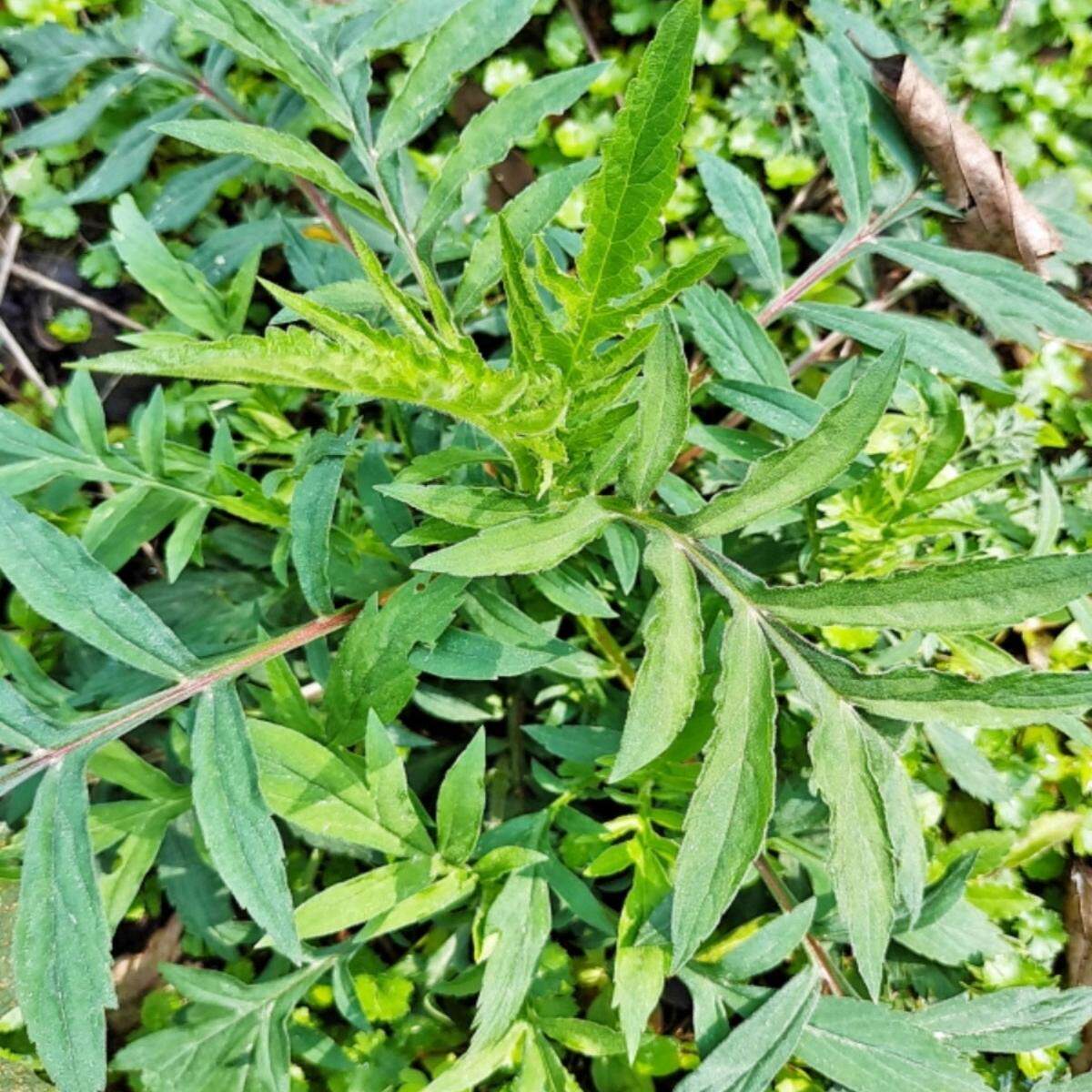 贵州天然中草药材黄花败酱龙芽败酱草新鲜现采败酱草带泥盆栽植物