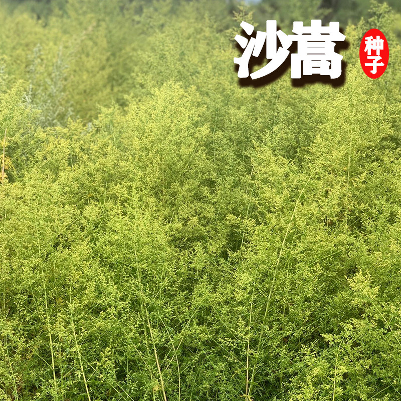 固沙牧草沙蒿种子沙蒿籽沙蒿子防沙籽固土护坡荒漠植被牧草种子