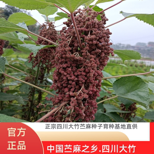 四川大竹苎麻种子优质良种净籽良种苎麻种子青麻种子苎麻籽