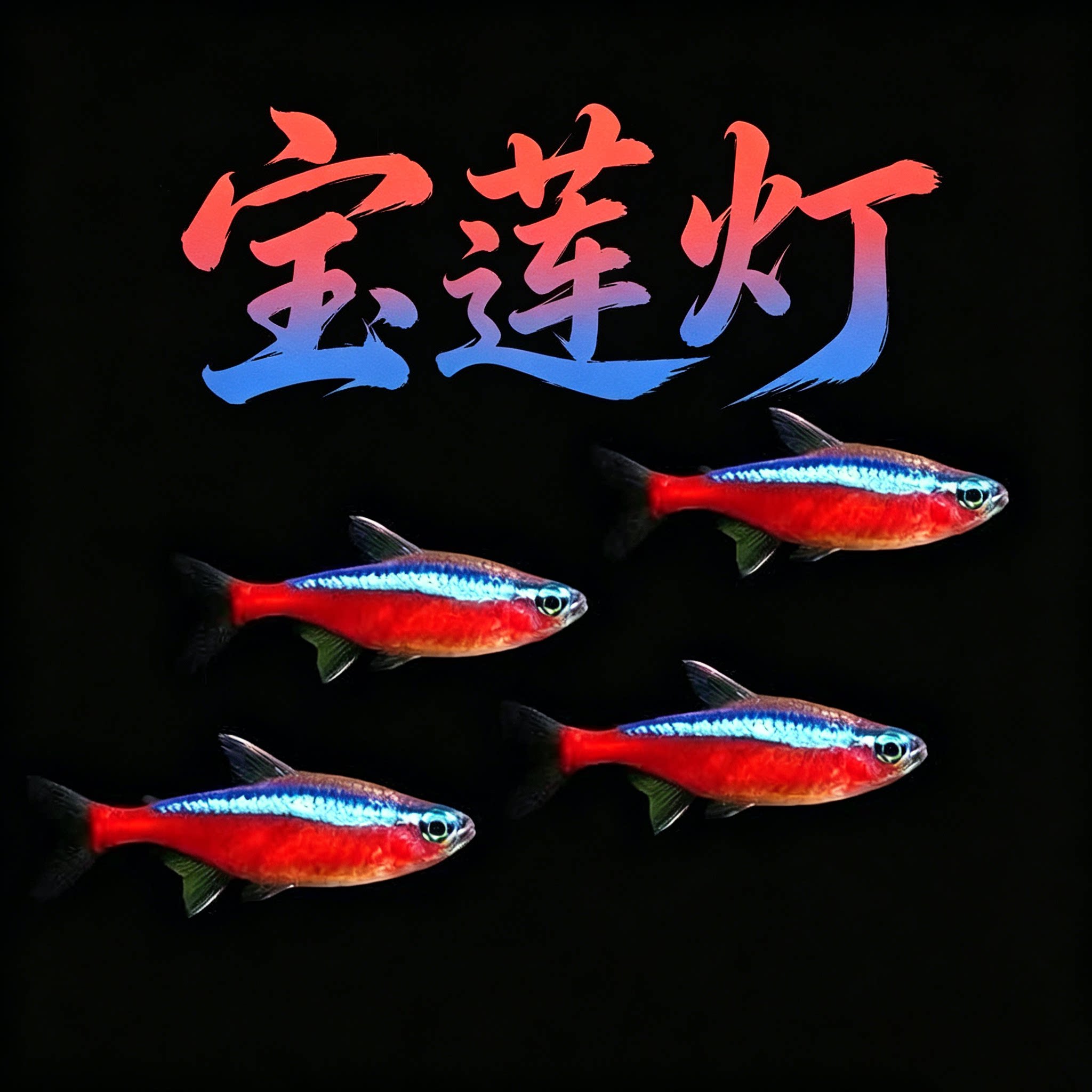 巴西宝莲灯热带群游观赏鱼图片