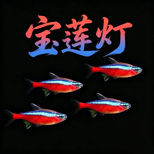 巴西宝莲灯热带群游观赏鱼