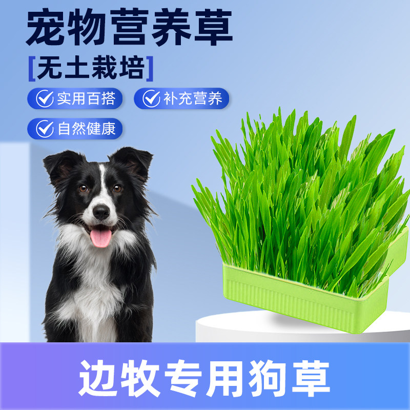 边牧专用狗草狗可以吃的草狗狗食用草宠物排毛球无土育苗盘盆栽