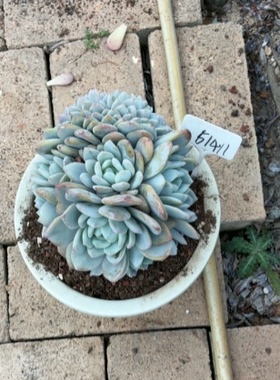 51411号 远方专拍  满38包邮青海甘肃宁夏海南东北三省58包邮