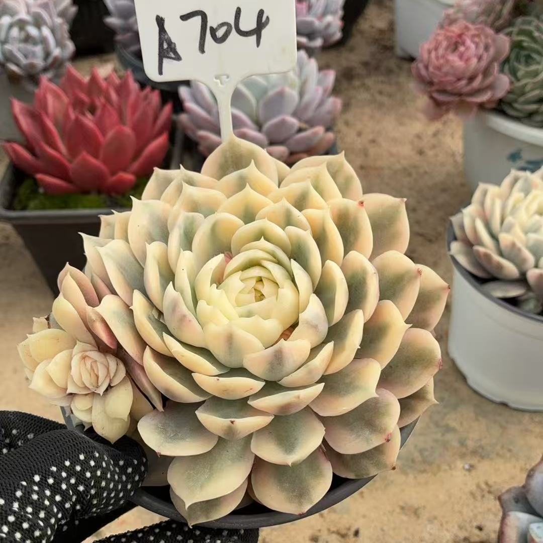 704号 昂斯诺锦 满38包邮青海甘肃宁夏海南东北三省58包邮