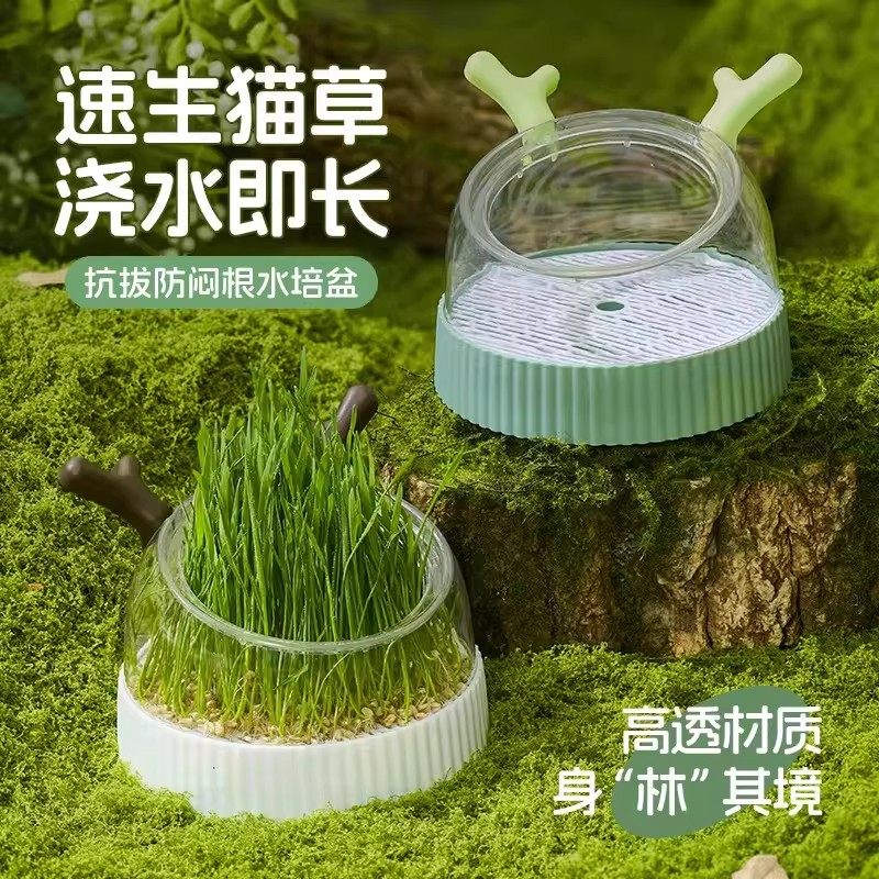 速生猫草种子盆栽浇水即长高透材质抗拔防闷根水培盒,宠物/宠物食品及用品,猫草/猫草片,淘宝优惠券,粉丝福利购,淘宝优惠卷