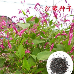 耐湿水边花卉 狗尾巴花 庭院荷塘景观花卉种子 水红花 红蓼种子