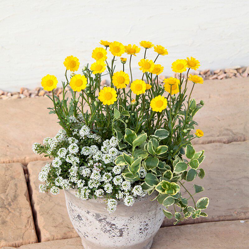 黄晶菊种子花籽春俏菊秋播耐寒园林园艺庭院花卉景观花海菊花易活