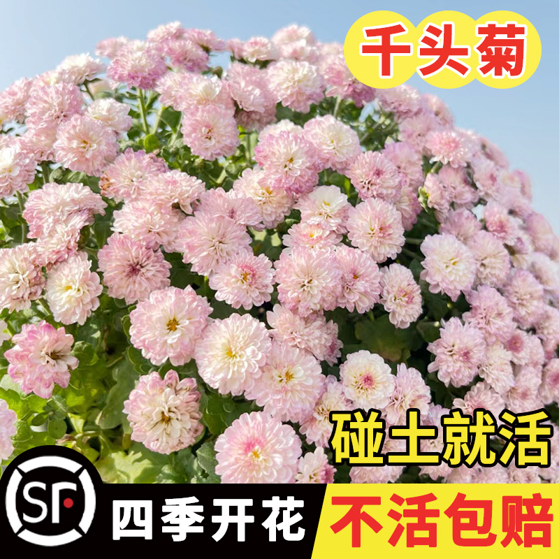 千头菊花籽球小雏盆栽秋冬