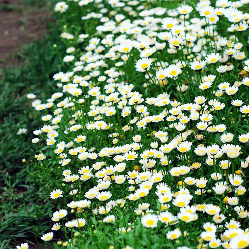 白晶菊种子mc39小白菊蛋黄菊雏菊旱金莲康乃馨花卉种籽爆盆品种