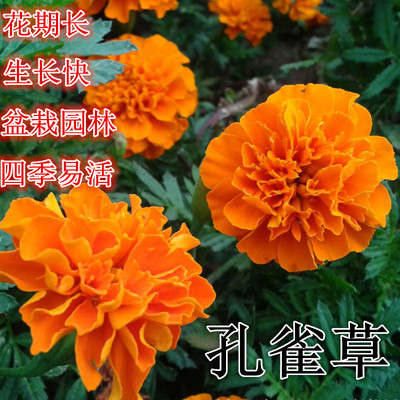 孔雀草种子耐寒秋播花卉植物庭院