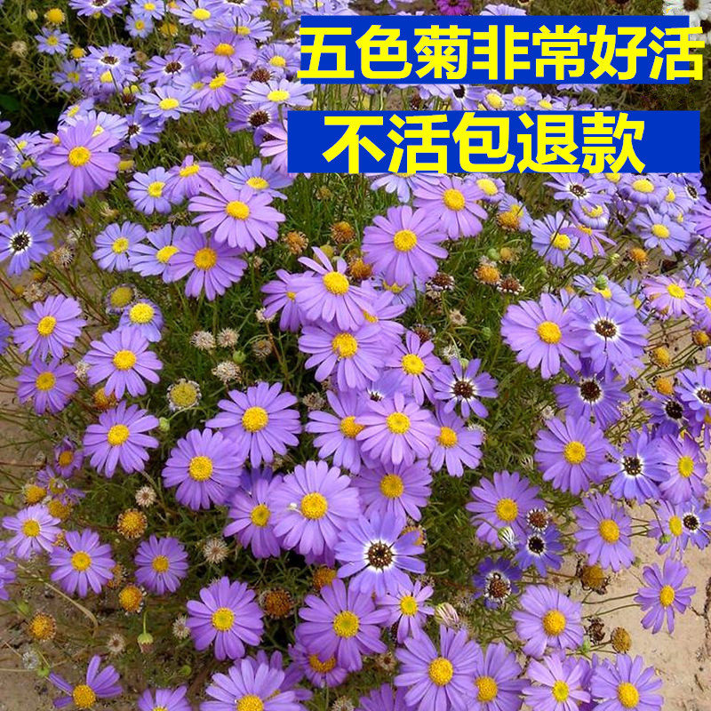 五色菊种子 园林地被花卉种子 景观花坛园艺花籽花海