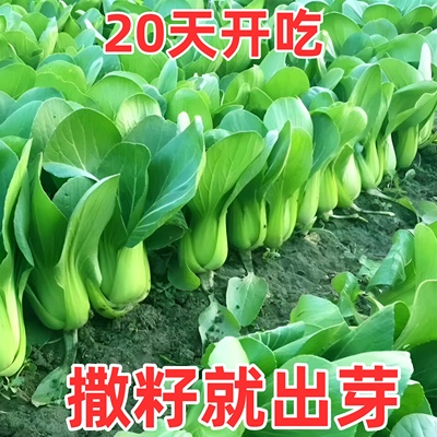 原种上海青子蔬菜籽孑鸡毛
