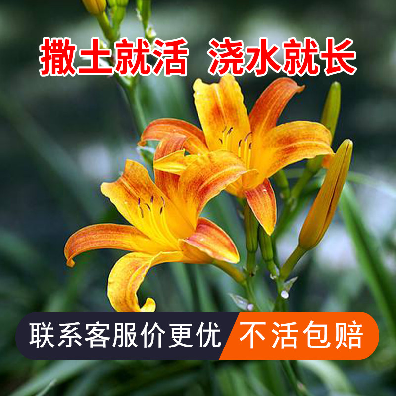 萱草种子大花萱草金娃娃金针黄花菜忘忧草宜男草疗愁花园盆栽阳台