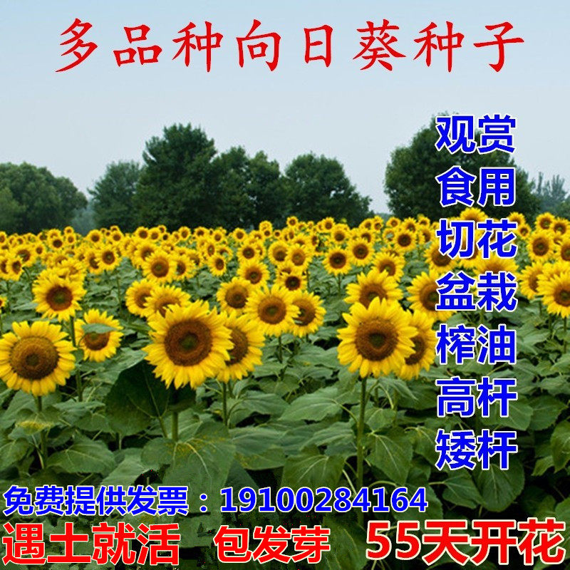 向日葵种子观赏食用切花向日葵花种籽葵花籽油葵矮杆室内外盆栽孑