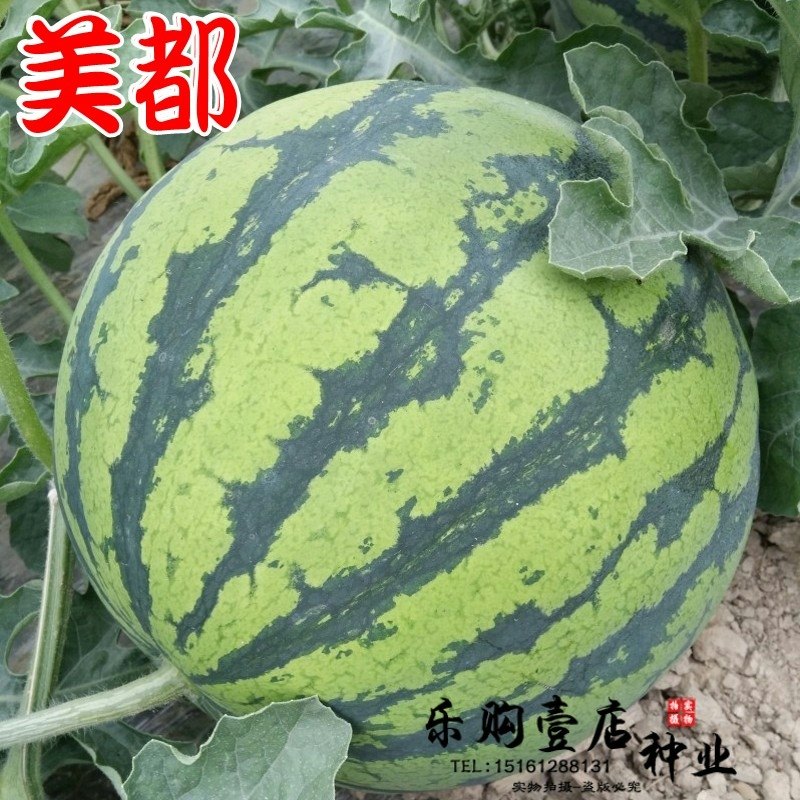 美都西瓜种子含糖量高 礼品西瓜种籽麒麟瓜8424西瓜水果蔬菜种孑
