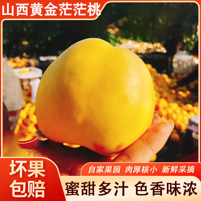 黄金芒芒桃黄金蜜桃芒果桃现摘脆桃黄心蜜桃应季水果特产孕妇黄桃