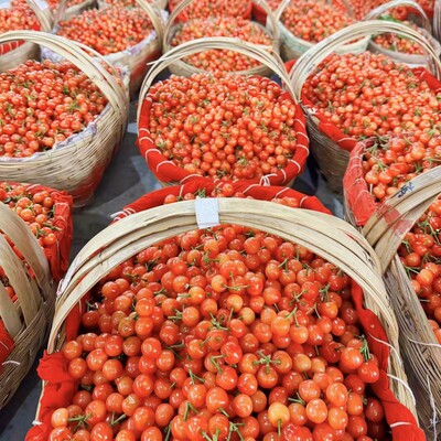 浙江大棚小樱桃新鲜水果非攀枝花米易黄樱桃2斤土樱桃国产黄樱桃