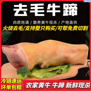 5斤装新鲜牛蹄牛脚原切黄牛牛蹄子农家散养牛腿切块带筋骨带牛掌