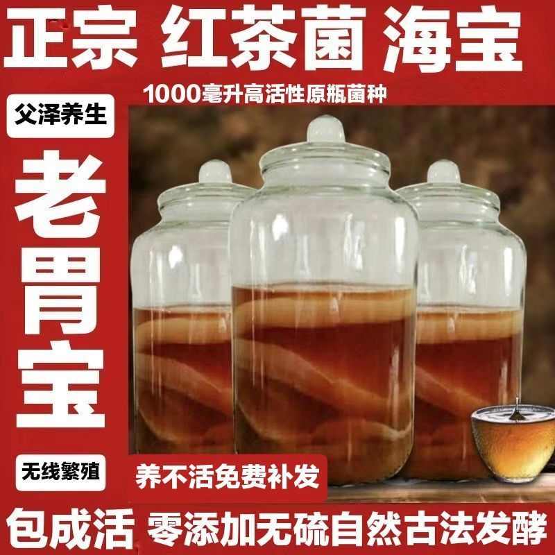 红茶菌菌种饮料茶饮说明书胃宝食用菌包邮活性母液天然老坛喂养